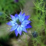 blomstersjernen-jomfru