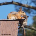 flytte-ekorn-fra-bol-9
