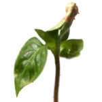 froe-chilli