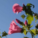 hagepoppelrose