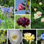 humleplanter-sommerblomster