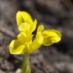 iris-danfordiae1