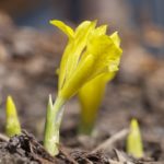iris-danfordiae2