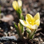 krokus