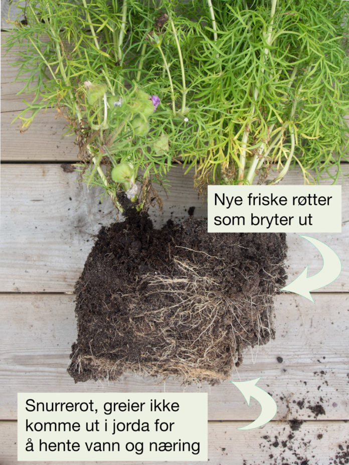 Er blomsterpotta full av røtter? Det er ikke bra! | Moseplassen
