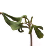 tomatplante-froe