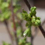 fruktblomstring