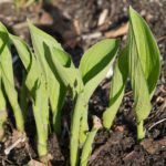 hosta-mai1