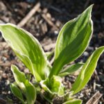 hosta-mai2