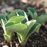 hosta-mai3