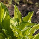 hosta-mai4