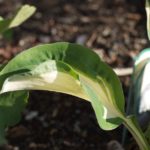 hosta-mai5