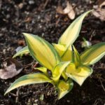 hosta-mai6