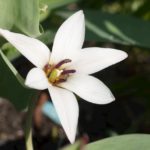 tulipa-Peppermint-stick1