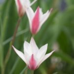 tulipa-Peppermint-stick2