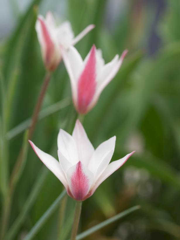 tulipa-Peppermint-stick2