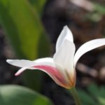 tulipa-Peppermint-stick3