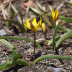 tulipa-neustruevae-1