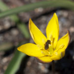 tulipa-neustruevae-2