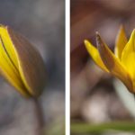 tulipa-neustruevae-blomst