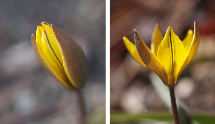tulipa-neustruevae-blomst