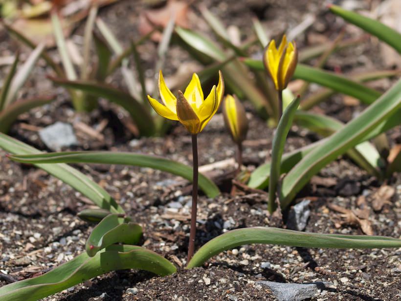 tulipa-neustruevae1