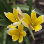 tulipa-tarda-1