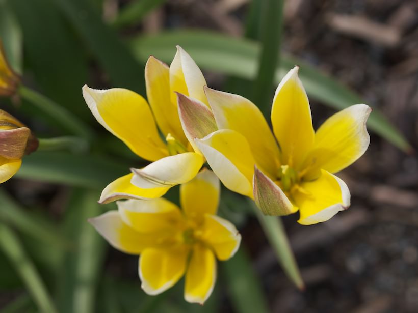 tulipa-tarda-1