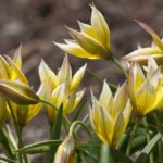 tulipa-tarda-2