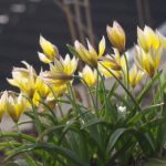 tulipa-tarda-3