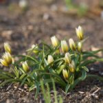 tulipa-tarda-4