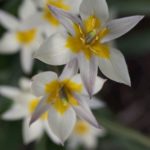 tulipa-turkestanica-1