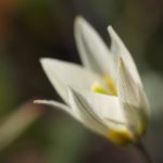 tulipa-turkestanica-3