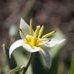 tulipa-turkestanica-4