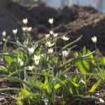 tulipa-turkestanica-7