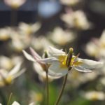tulipa-turkestanica-8