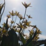 tulipa-turkestanica-9
