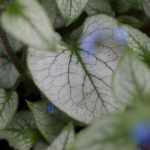 brunnera-looking-glass (1)