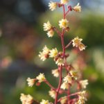 heuchera-1