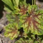 heuchera-10