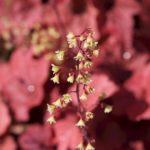 heuchera-2