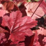 heuchera-3