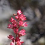 heuchera-4