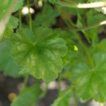 heuchera-5