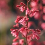 heuchera-6