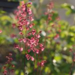 heuchera-7