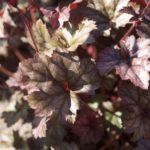 heuchera-8