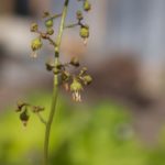 heuchera-9