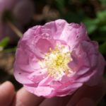 rose-poppius-1