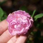 rose-poppius-2
